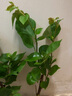 三角梅苗三角梅花卉室內(nèi)陽(yáng)臺(tái)植物盆栽陽(yáng)臺(tái)地栽重瓣爬藤盆景大苗 長(zhǎng)期長(zhǎng)久 四季循環(huán)開花 白雪3年苗 默認(rèn) 曬單實(shí)拍圖