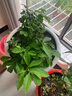 坤卉【養死補發(fā)】陽(yáng)臺盆栽月季花四季開(kāi)花玫瑰花樹(shù)苗耐寒耐旱灌木月季 紅色果汁陽(yáng)臺（原盆原土發(fā)貨） 曬單實(shí)拍圖
