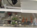 闊庭（KUOTING）闊庭魚(yú)缸懶人魚(yú)缸家用客廳辦公室水培吊籃金魚(yú)缸過(guò)濾魚(yú)缸白色款 曬單實(shí)拍圖