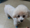 阿莫爾狗狗襪子防滑腳套不掉防臟防抓爪套泰迪比熊中小型犬寵物貓咪鞋子 小熊貓 L 建議8-15斤  寬35mm長90mm 曬單實拍圖