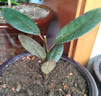 重瓣紅三角梅盆栽帶花三角梅苗勤花品種爬藤老樁室內花卉植物四季 中國紅 3年苗【當年開(kāi)花】不含盆 曬單實(shí)拍圖