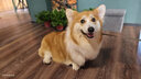 超可信（NexGard SPECTRA） 狗狗體內外一體驅蟲(chóng)藥犬體外體內打蟲(chóng)藥蛔蟲(chóng)跳蚤蜱蟲(chóng)寵物寄生蟲(chóng) L號15-30kg中大型犬3粒 曬單實(shí)拍圖