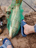 客友釣具 客友海內(nèi)無雙大炮黑坑魚竿羅非竿戰(zhàn)斗竿暴力飛磕魚竿臺釣竿漁具 3.6m 海內(nèi)無雙大炮7.5H 曬單實拍圖