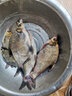劉志強(qiáng)志強(qiáng)鰱鳙魚餌料浮釣鰱鳙釣魚餌黑坑水庫野釣垂釣花白鰱胖頭魚餌料 【志強(qiáng)鰱鳙500g】10包 曬單實(shí)拍圖