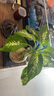 中夢(mèng)花卉盆栽水培植物室內(nèi)花綠植水養(yǎng)盆栽 銀皇后1棵 不含盆 曬單實(shí)拍圖