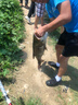 BAISHA FISH BS白鯊鰱鳙二代方塊餌料酸臭味草莓味霧化好拋竿海竿主攻花白鰱魚(yú)餌 二代酸臭鰱鳙方塊【快霧化】 【1包裝】 曬單實(shí)拍圖
