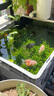 神陽(yáng)大黑天金魚(yú)飼料育成色揚胚芽增體魚(yú)食增色蘭壽泰獅子頭下沉型魚(yú)糧 大黑天金魚(yú)基礎主食小粒500g (浮) 曬單實(shí)拍圖