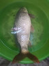 君東君川達瓦日本高碳素釣魚(yú)竿手竿超輕超硬鯉魚(yú)竿漁具魚(yú)手桿 3.9m M調3.9米（28偏19調） 曬單實(shí)拍圖