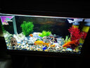 博宇（BOYU）魚(yú)缸 水族箱 熱彎玻璃 40寬 上過(guò)濾家用客廳龍魚(yú)缸養水草金魚(yú)過(guò)濾 EA-80白色魚(yú)缸不帶柜(80*40*53.8) 曬單實(shí)拍圖