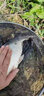 富源百川帝道秦黑坑竿8h臺釣竿飛磕竿暴力竿偷驢綜合竿輕量版高碳競技釣竿 3.6m 6H黑坑競技快魚 曬單實拍圖