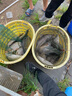 YGK日本原裝路亞海釣PE線遠(yuǎn)投8編釣魚線X-BRAID超順滑大馬力魚線漁線 綠色 UPGRADE X8 200m 1.5號(hào) 曬單實(shí)拍圖