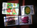 大禹秋季蔬菜種子大全耐熱四季播家庭種植陽(yáng)臺九十月份秋天種的菜 美丨國耐熱香菜種子 50g 曬單實(shí)拍圖
