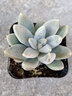 原始魔爪雜暗紋系多肉雪爪植物辦公室內(nèi)書桌面綠植盆栽粉爪 杜里萬4厘米 曬單實(shí)拍圖