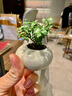 八芽盆栽墨西哥鐵創(chuàng  )意迷你拇指綠植物室內客廳桌面辦公桌花卉四季常青 墨西哥鐵寶寶-鵪鶉蛋盆 帶盆栽好（陶瓷盆） 曬單實(shí)拍圖