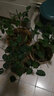 三角梅苗三角梅花卉室內(nèi)陽(yáng)臺(tái)植物盆栽陽(yáng)臺(tái)地栽重瓣爬藤盆景大苗 長(zhǎng)期長(zhǎng)久 四季循環(huán)開花 藍(lán)魔3年苗 默認(rèn) 曬單實(shí)拍圖