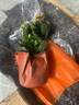 若綠新品長(cháng)壽花盆栽帶花苞重瓣大花植物室內年宵花卉綠植源頭直發(fā)包郵 橙色【帶花苞】 原盆原土 曬單實(shí)拍圖