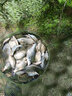 黃金眼 魚(yú)漂正品官方新款碳素高靈敏鯽魚(yú)鯉魚(yú)魚(yú)漂加粗醒目浮漂 三代碳素T-06 2號(加粗尾)一支 曬單實(shí)拍圖