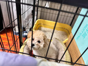 樂(lè)施 昆蟲(chóng)蛋白肉霜狗糧成犬幼犬1.5kg 淚痕護(hù)理 不吃包退 淚痕護(hù)理1.5kg1袋 全犬 曬單實(shí)拍圖