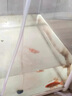 大拇指錦鯉專用飼料魚(yú)食魚(yú)糧通用 大包裝金魚(yú)料顆粒飼料觀賞魚(yú)糧高蛋白 5斤【上浮/育成】約3.5mm 曬單實(shí)拍圖