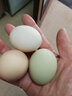 密洋青禾柴雞蛋 密云農家土雞蛋 散養山間新鮮柴雞蛋 農村笨雞蛋 40枚 約 1.9kg 曬單實(shí)拍圖