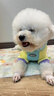 MIKI PAD寵物狗狗衣服小型犬春秋款薄款衛衣小狗雪納瑞泰迪比熊兩腳衣連帽 多巴胺撞色衛衣【帶牽引扣】 XL胸圍52cm（參考體重13-17斤） 曬單實(shí)拍圖