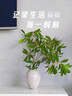 九土手工粗陶花器擺件簡(jiǎn)約設計感家居裝飾品禪意茶室插花瓶復古陶瓷 白玉引 19cm 曬單實(shí)拍圖