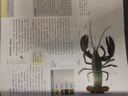 坎貝爾基礎生物學(xué) 生命進(jìn)化遺傳 科普教材 通識教育 后浪正版 曬單實(shí)拍圖