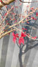 凝慧紅楓樹苗庭院別墅花園地栽耐寒觀葉風景樹南北方種植紅楓綠化苗 紅楓樹【2公分粗】 曬單實拍圖