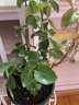 多花薔薇花苗藤本月季大花濃香庭院爬藤植物花卉盆栽陽臺(tái)玫瑰四季 瑞典女王 四季開花 大花 精品大苗1.2-1.3米高當(dāng)年開花 曬單實(shí)拍圖