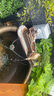流水趣陶瓷金魚(yú)缸大號(hào)庭院院子門(mén)海睡蓮缸荷花缸老式大水缸流水循環(huán)擺件 80板＋流水＋鴨（適合80-100缸 曬單實(shí)拍圖