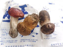 云南新鮮野生菌菇組合現(xiàn)摘雜菌時令松露見手青雞樅牛肝菌年貨送禮 珍稀野生菌組合【順豐空運】 1000g 曬單實拍圖
