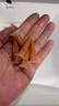 千潯水族豐年蝦卵小型魚(yú)食幼魚(yú)苗開(kāi)口飼料冰凍豐年蝦幼蟲(chóng)免孵化熱帶魚(yú)魚(yú)糧 冷凍豐年蝦幼蟲(chóng) 1.5ml *20支  保鮮發(fā)貨 曬單實(shí)拍圖