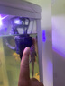 奇溢自然活體魚缸除藻小魚工具金苔鼠魚女王豹紋淡水魚清潔用品 黃+黑9-10cm各1條 曬單實(shí)拍圖