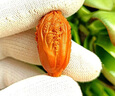 賓島白菜單籽橄欖核百財(cái)納福文玩核雕手把件雕刻白菜文玩野生大籽 寬1.8 cm百財(cái)單顆[帶掛繩] 曬單實(shí)拍圖