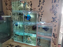 AIPHAROW積木魚缸泰國斗魚小魚缸小型海藻球盒積木式微景觀創(chuàng)意魚缸斗魚盒 普通透明裸1個(gè) 曬單實(shí)拍圖