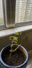 凝慧鐵線(xiàn)蓮花苗爬藤植物庭院陽(yáng)臺盆栽地栽重瓣大花攀援花卉 紅明顯 鐵線(xiàn)蓮【15-30厘米高】 曬單實(shí)拍圖