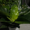 金鉆蔓綠絨 植物大型室內(nèi)陽臺(tái)植物常綠盆栽葉蔓天 70-80大葉金鉆 含盆 曬單實(shí)拍圖