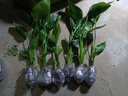 意軒天堂鳥(niǎo)鶴望蘭盆栽盆景辦公室植物大型植物盆景家居綠植 白花 30厘米 曬單實(shí)拍圖
