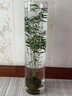 納學(xué)  翡翠觀(guān)音竹1苔蘚球水培款配造盆景盆栽綠植花卉植物 【魚(yú)缸款】水培翡翠竹+15*40魚(yú)缸 帶盆栽好 曬單實(shí)拍圖