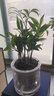 綠有意正宗清香胡椒木盆栽花卉室內(nèi)外驅(qū)蚊草植物樹(shù)苗老樁盆景九里香綠植 【驅(qū)蚊套餐】九里香+竹柏(早安盆 含盆 曬單實(shí)拍圖