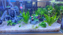 YEE魚缸金晶超白玻璃水族箱小型桌面客廳40金魚缸裸缸熱彎魚缸自循環(huán) 50*27*30cm+ 8W壁掛過濾器 曬單實拍圖