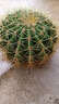 大號新手易種狂刺仙人掌金虎仙人球辦公室內盆栽多肉金琥電腦金手 直徑17-18厘米(肥料+生根粉) 不含盆 曬單實(shí)拍圖