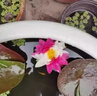 圍墻籬笆植物大葉北海道黃楊苗冬青樹(shù)苗四季常青耐寒庭院綠籬樹(shù)苗 北海道冬青30-40cm高【50顆】 曬單實(shí)拍圖