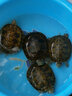 御聚源深水龜魚(yú)缸混養小烏龜活物稀有黃頭龜小寵物吃糞龜清潔龜家養寵物 8-10厘米 公母一對 曬單實(shí)拍圖
