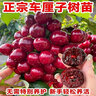 歐悟正宗煙臺嫁接車(chē)厘子樹(shù)苗大櫻桃樹(shù)苗南北方種植庭院陽(yáng)臺盆栽果樹(shù)苗 俄羅斯8號六年苗 曬單實(shí)拍圖