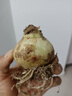 【常年開(kāi)花】重瓣朱頂紅花卉室內外盆栽四季植物庭院陽(yáng)臺當年開(kāi)花 朱頂紅【檸檬黃】 直徑6cm【送顆粒肥】 曬單實(shí)拍圖