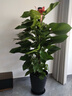嘆為觀(guān)止大型獨桿發(fā)財樹(shù)慶典喬遷盆景綠植辦公室盆栽客廳大型植物 大葉綠蘿1.2-1.4米 含盆 曬單實(shí)拍圖