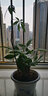 孫凱（SUNKAI）發(fā)財樹(shù)苗盆栽辮子獨桿小盆景金錢(qián)樹(shù)發(fā)財樹(shù)盆栽辦公客廳室內植物 曬單實(shí)拍圖