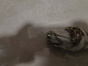 CALLIVEN杠鈴桿啞鈴桿直桿曲奧桿健身器材杠啞鈴片通用男女  1.2米小曲桿(2.5CM直徑) 曬單實(shí)拍圖