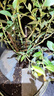 美外藍莓樹(shù)苗 當年結果盆栽地栽果樹(shù)苗 藍莓樹(shù)苗 藍莓苗 南北方種 黑珍珠 6年苗 曬單實(shí)拍圖